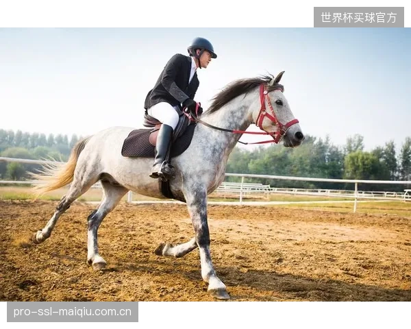 后2026年的马术美学：障碍托架的设计正在回归由FEA数据定义的纯粹功能主义